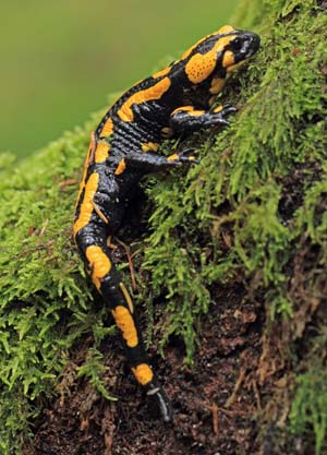 Fokus 106 Salamander