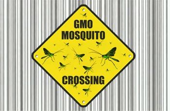 mosquito_crossing